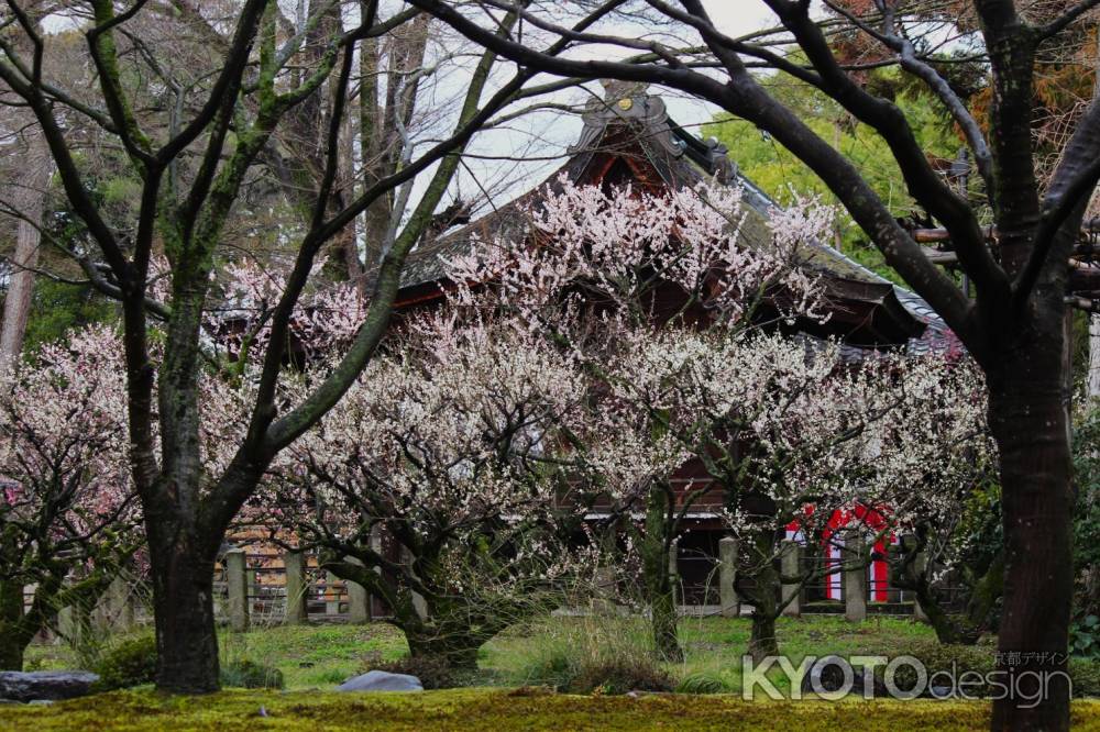 城南宮枝垂れ梅と椿まつり9
