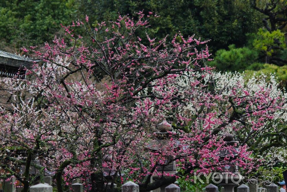 城南宮枝垂れ梅と椿まつり10