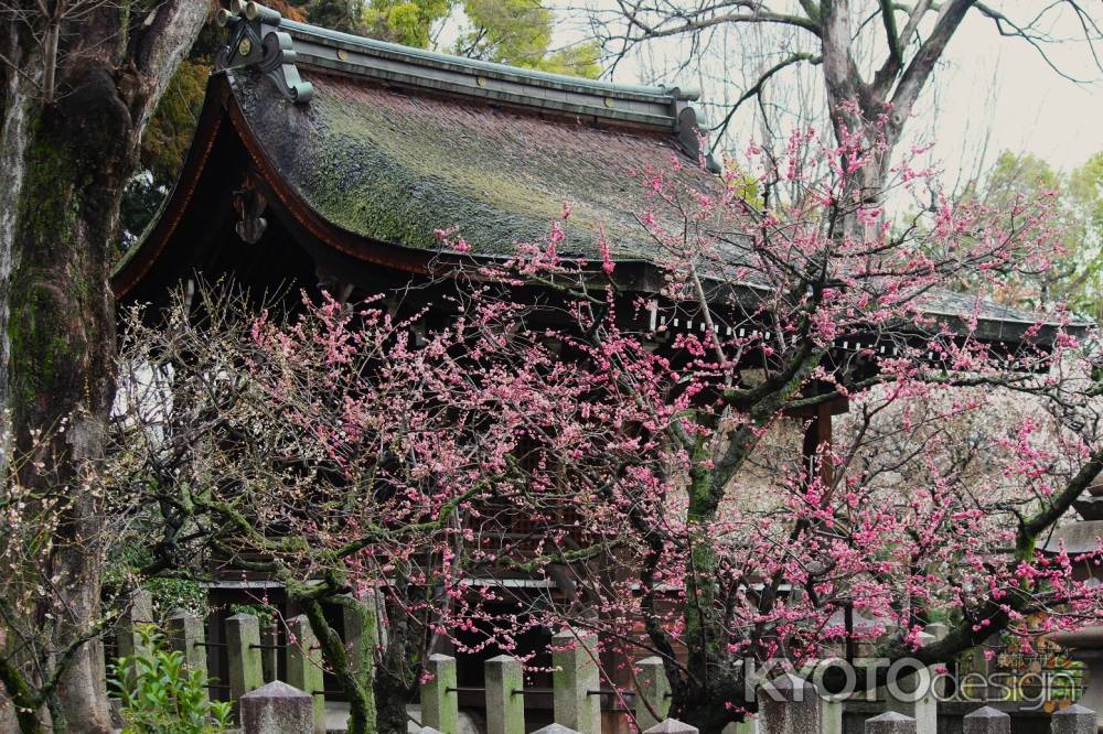 城南宮枝垂れ梅と椿まつり11