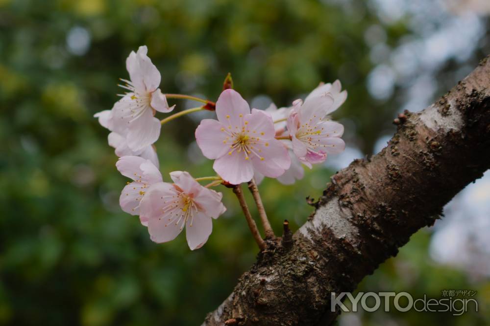 京都府立植物園　さくら