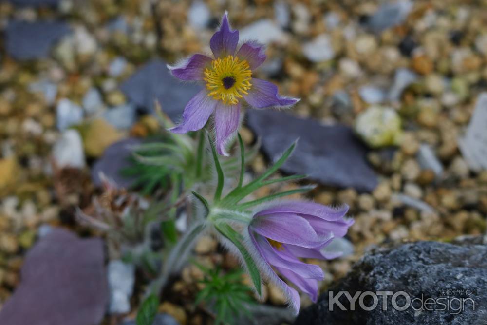 京都府立植物園　高山植物