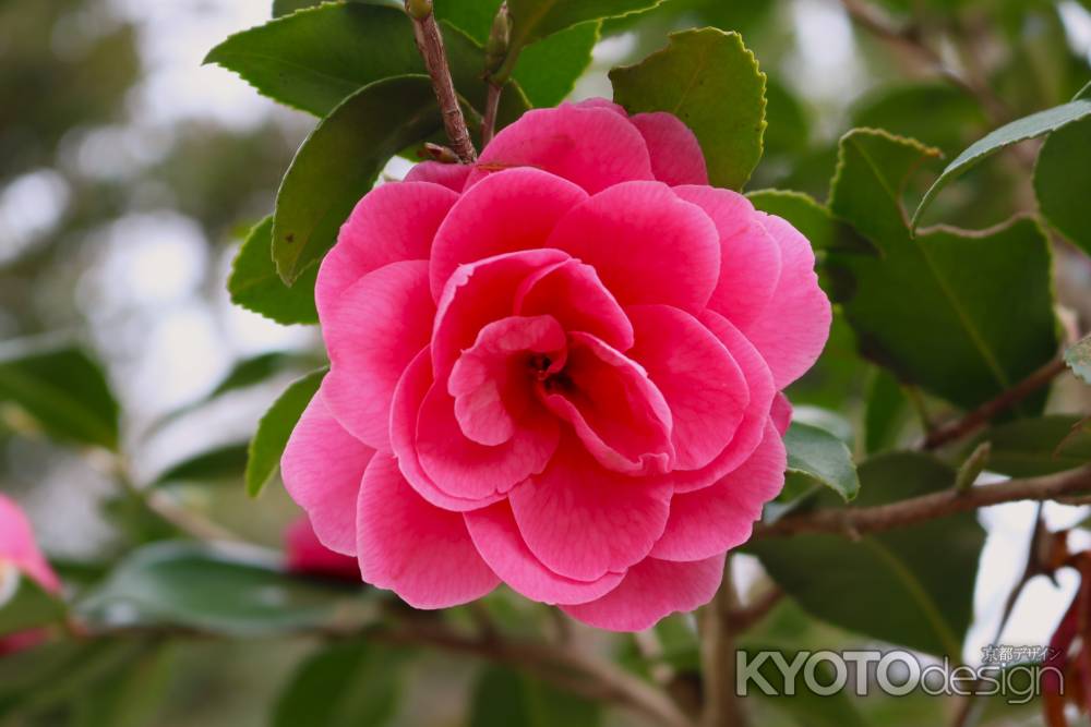 京都府立植物園　椿