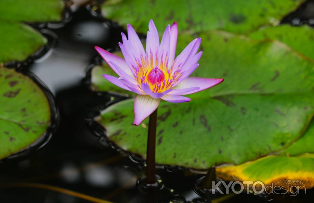 京都府立植物園　熱帯睡蓮