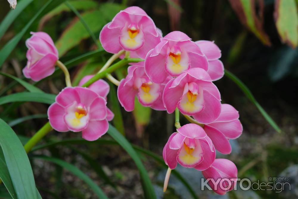京都府立植物園　ラン