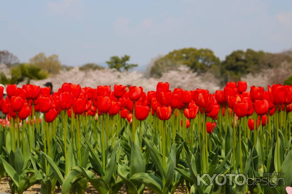 京都府立植物園　チューリップ