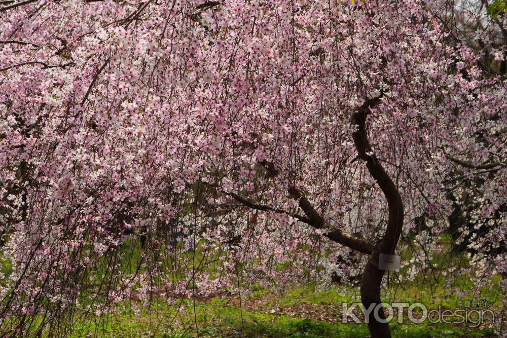 京都府立植物園　枝垂れ桜