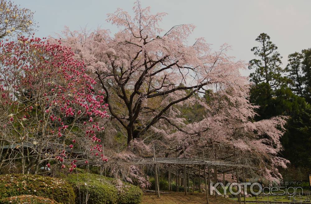 京都府立植物園　枝垂れ桜
