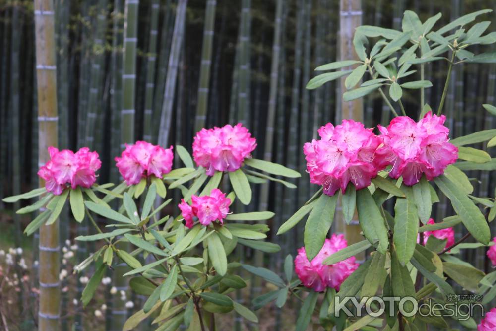 天龍寺庭園のしゃくなげ