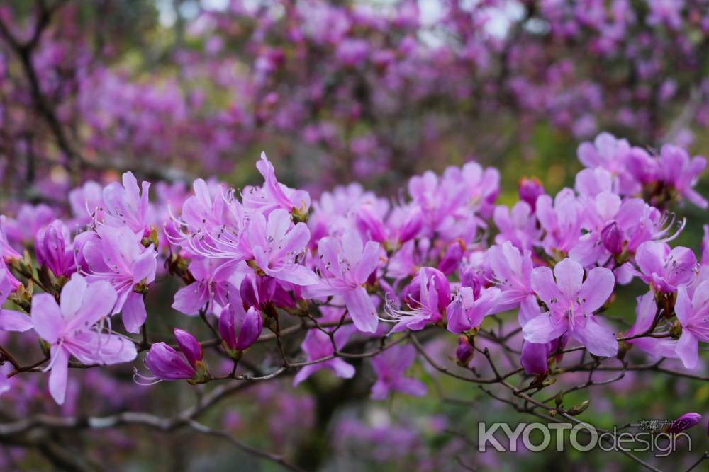 天龍寺庭園のミツバツツジ