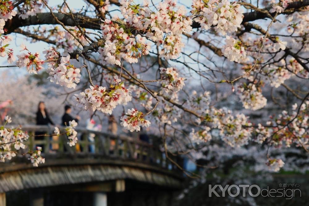 嵐山公園　中之島橋と桜