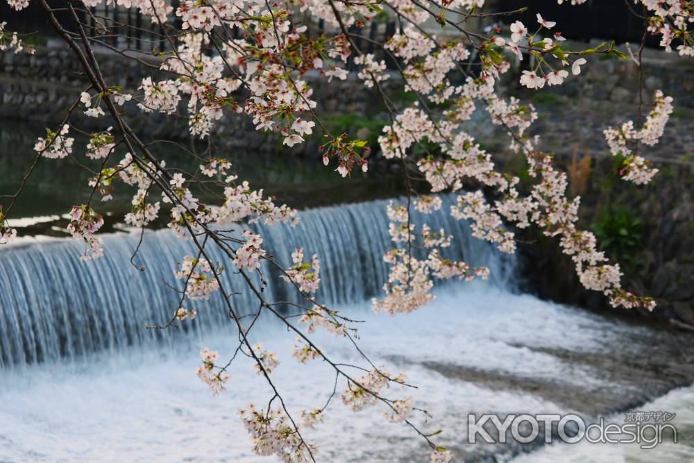 大堰川と桜