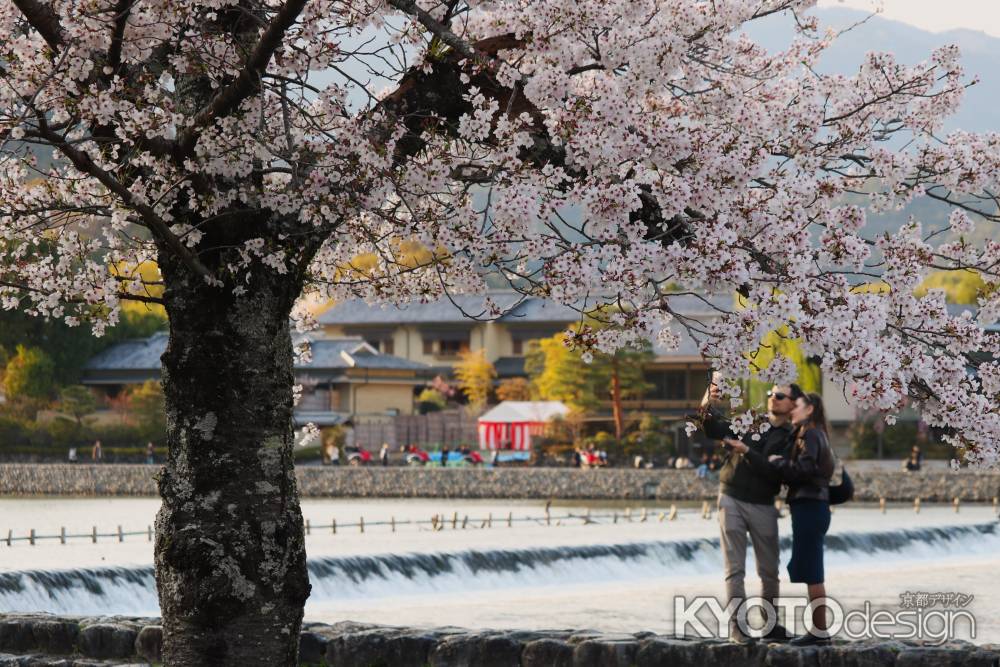 嵐山公園　大堰川と桜