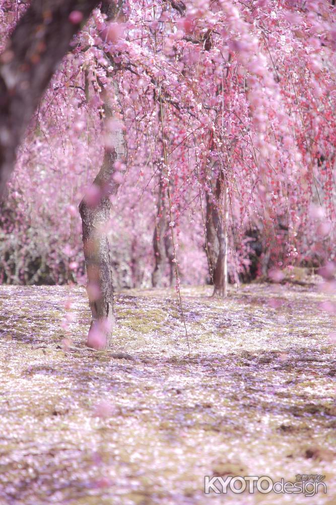 城南宮としだれ梅