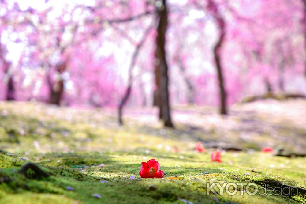 城南宮としだれ梅と椿