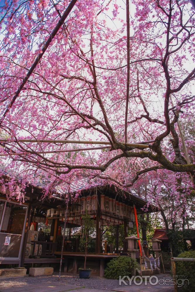 水火天満宮と枝垂れ桜