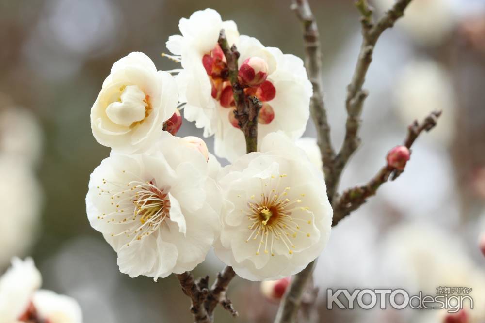 けいはんな公園の梅