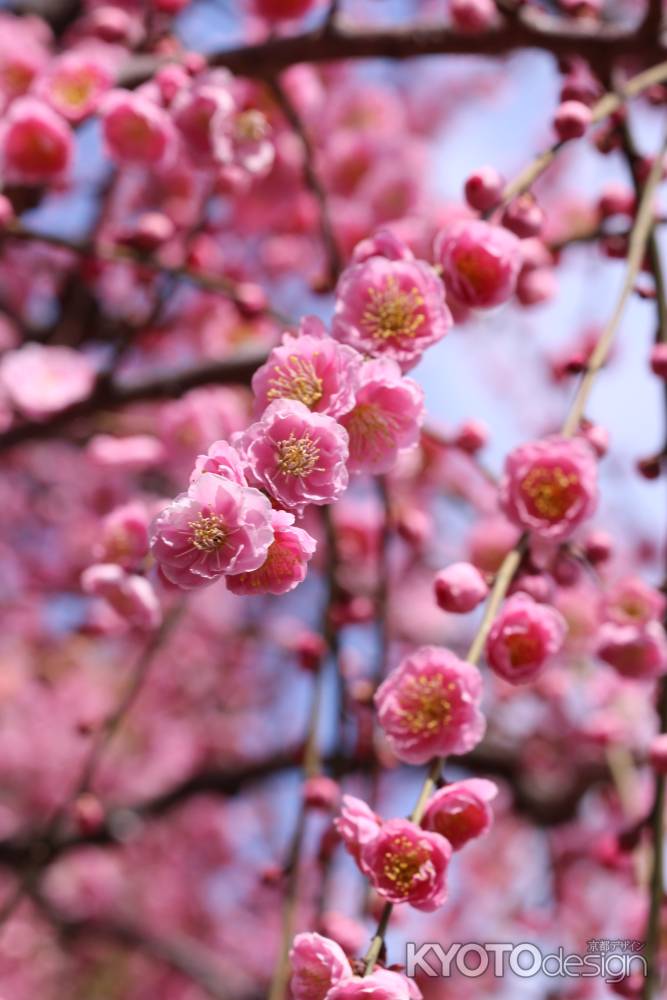 城南宮　しだれ梅