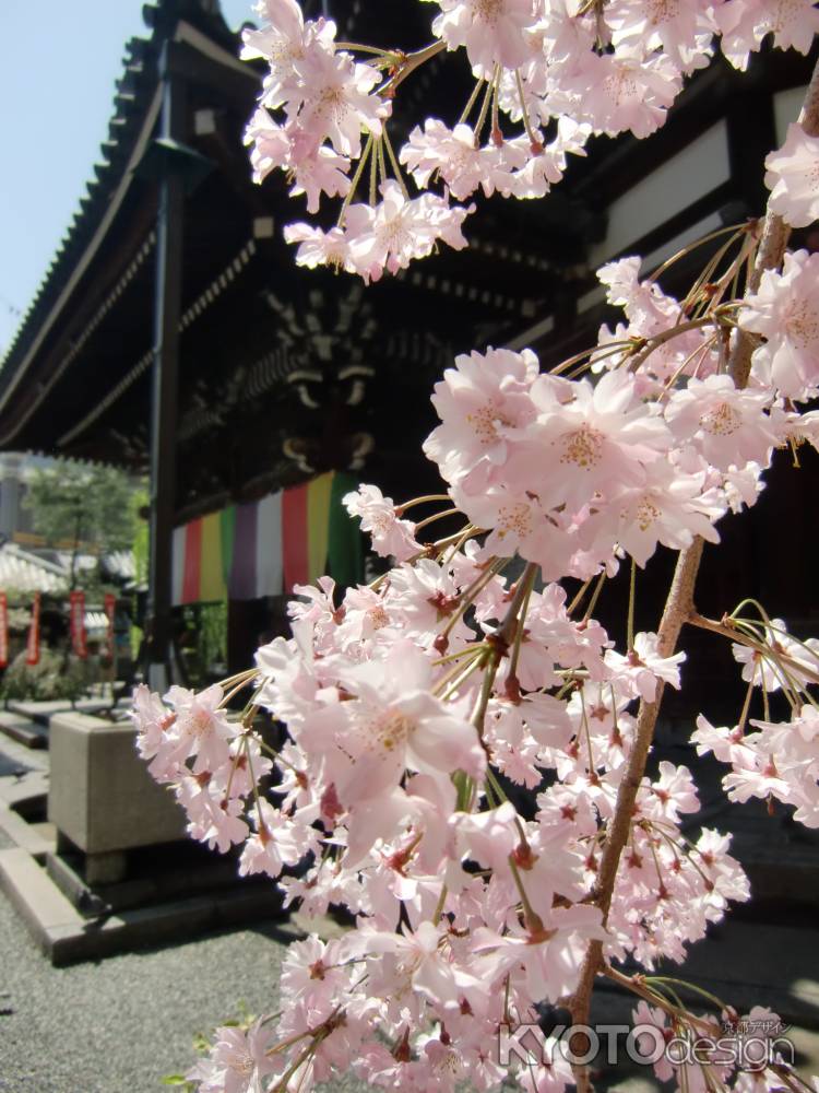六角堂7桜と