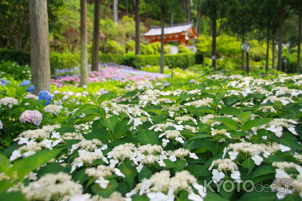 三室戸寺の白い額紫陽花と山門