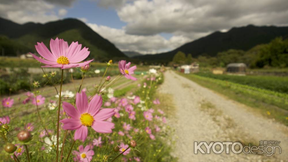大原のコスモス