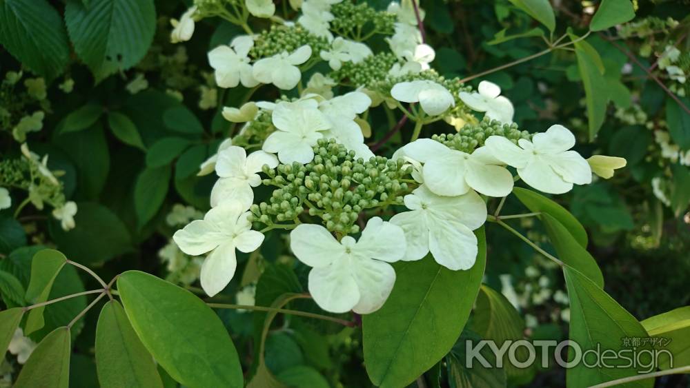 大原三千院 紫陽花