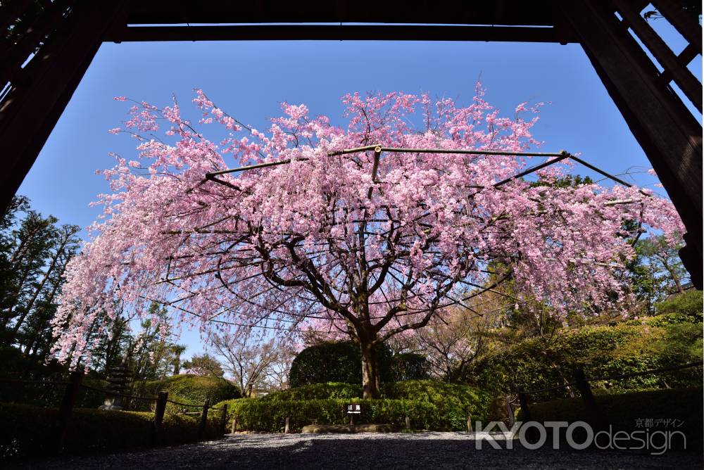 退蔵院の枝垂れ桜