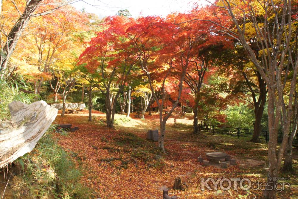 笠置もみじ公園－１