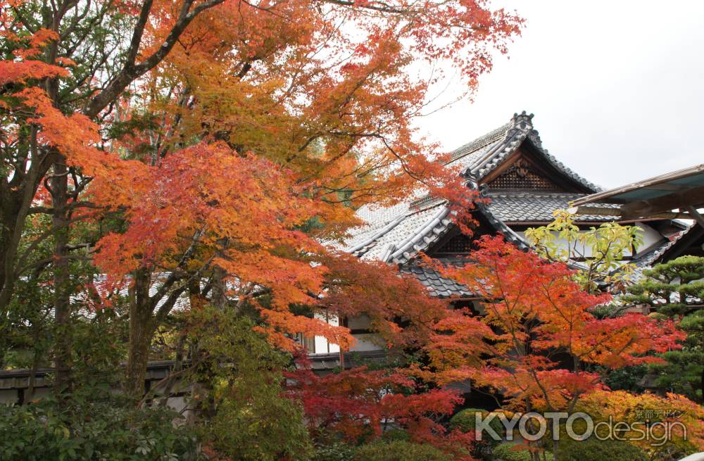 金戒光明寺（黒谷さん）の紅葉ー５