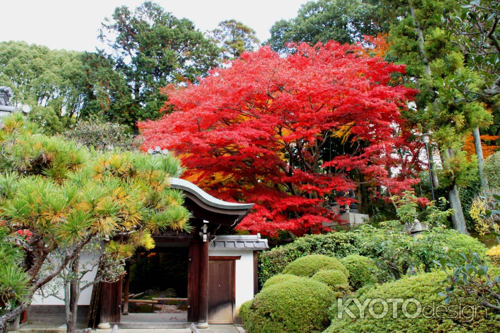 金戒光明寺（黒谷さん）の紅葉ー６