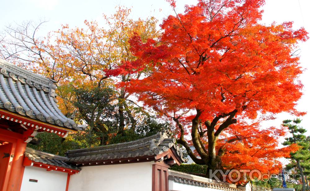 金戒光明寺（黒谷さん）の紅葉ー１４