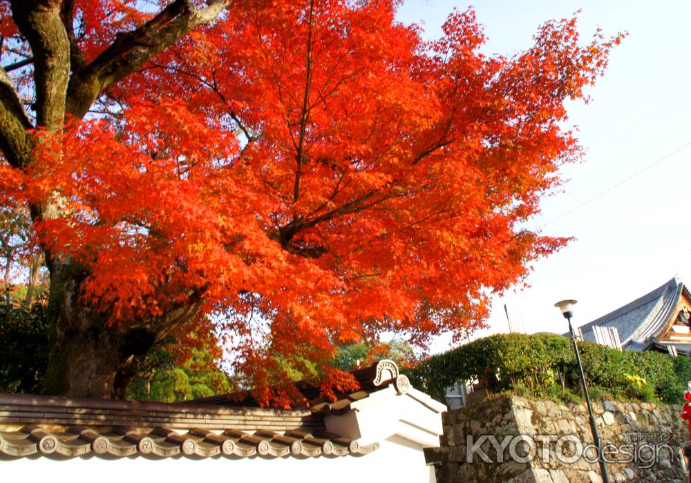 金戒光明寺（黒谷さん）の紅葉ー１５