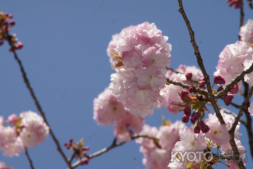 京都府立植物園ー５
