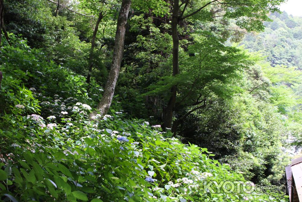 柳谷観音楊谷寺 あじさい回廊よりながめる 1