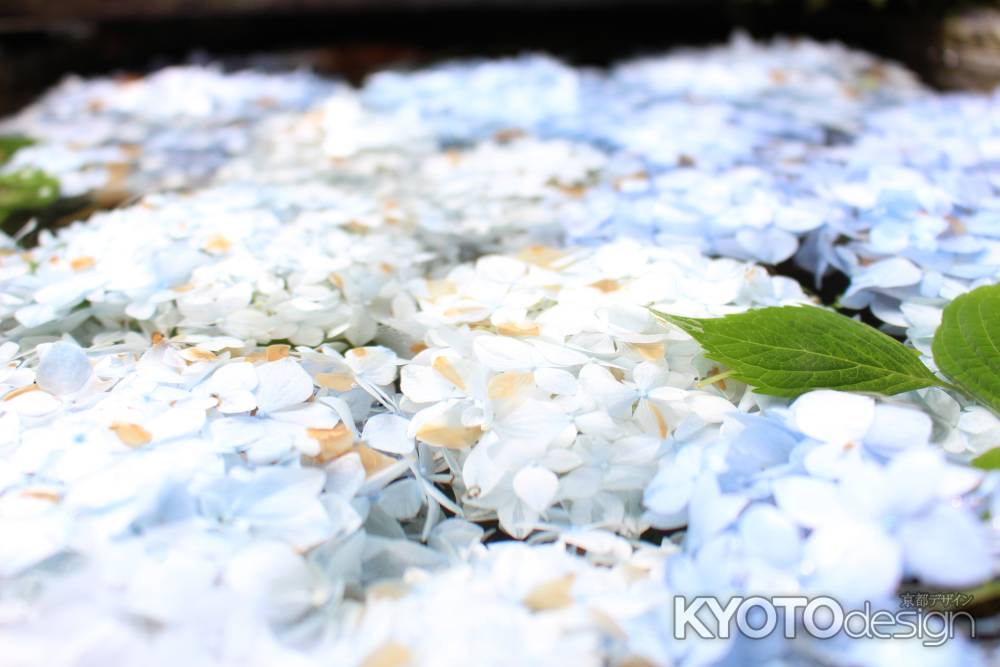 手水舎に浮かぶ紫陽花 2