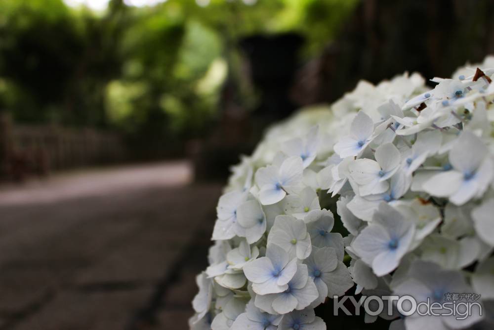 柳谷観音楊谷寺 あじさい 14