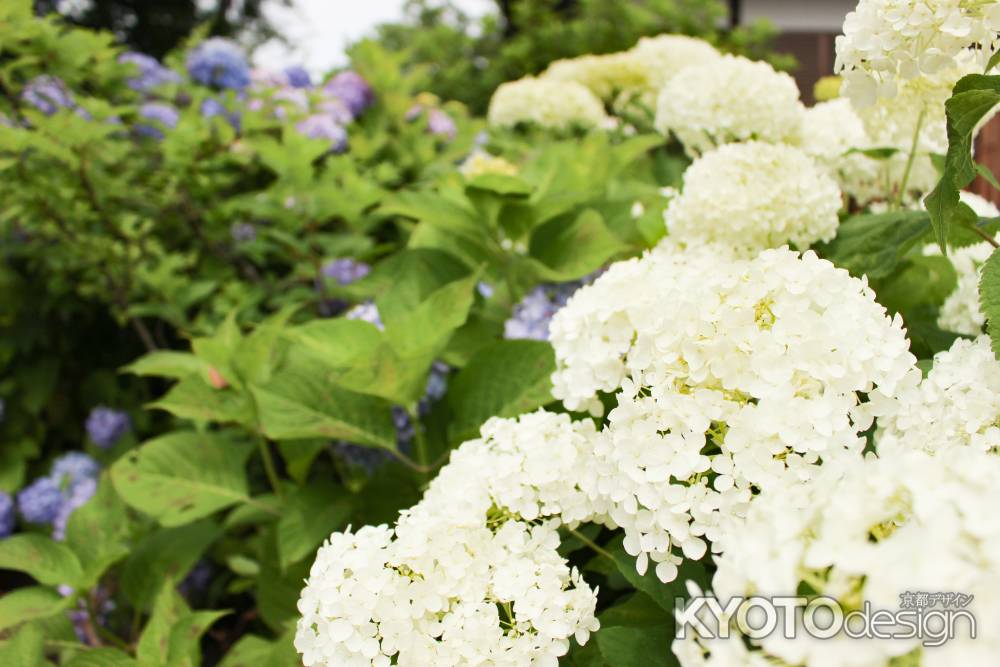 白いあじさい