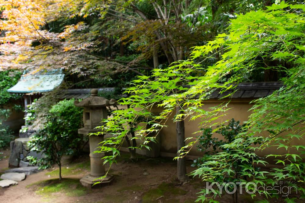 鮮やかな青もみじ