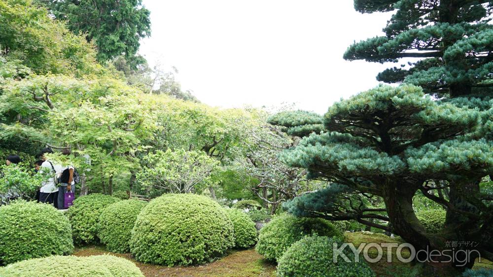 鈴虫寺　整えられた庭