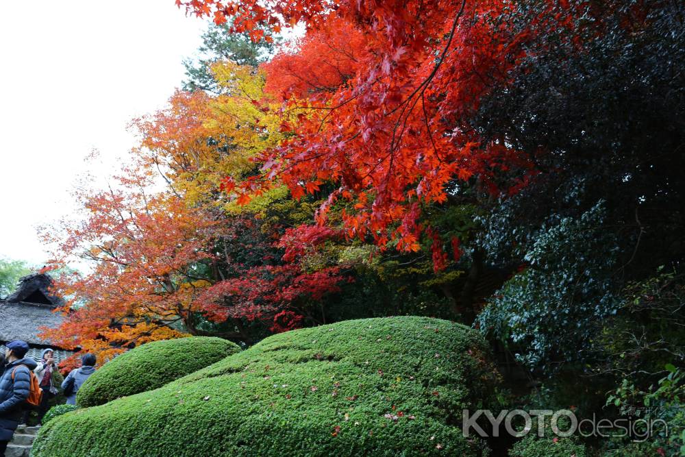 詩仙堂の紅葉③
