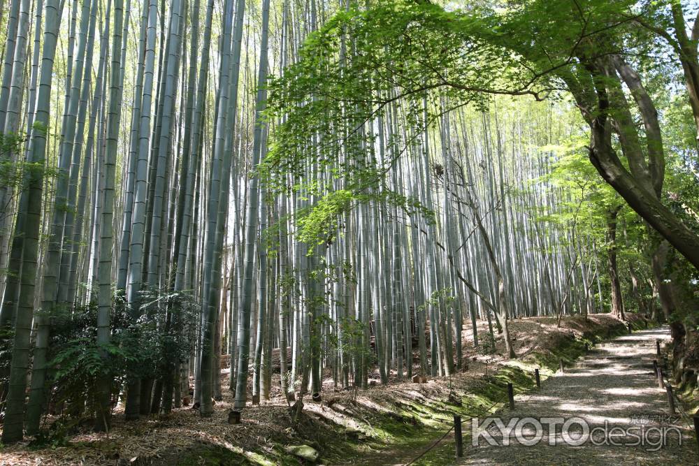 地蔵院 (竹の寺)3