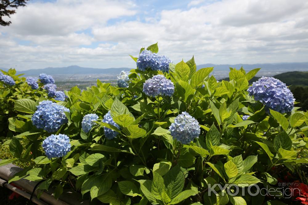 善峯寺　あふれる紫陽花