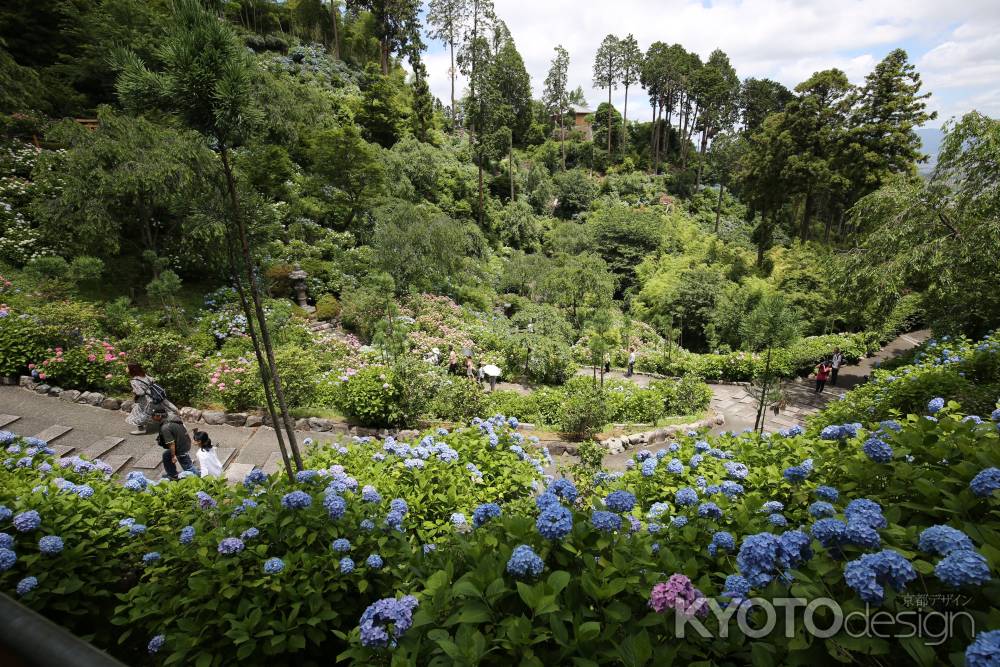 善峯寺　連なるアジサイ