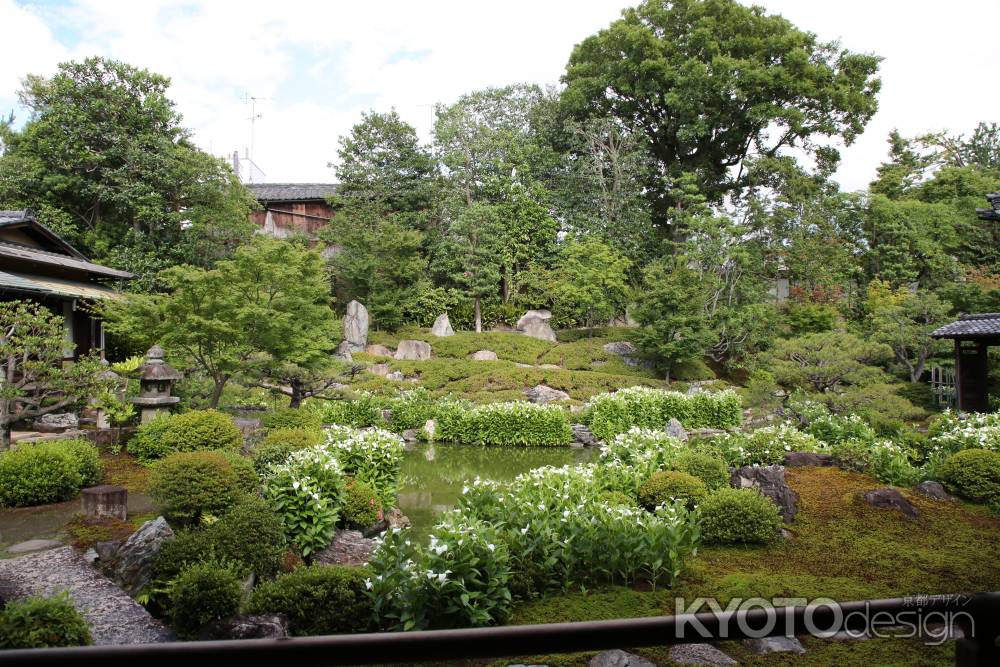 両足院　半夏生の庭