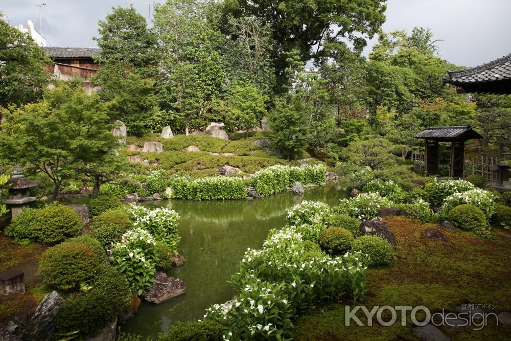 両足院　初夏の風物詩