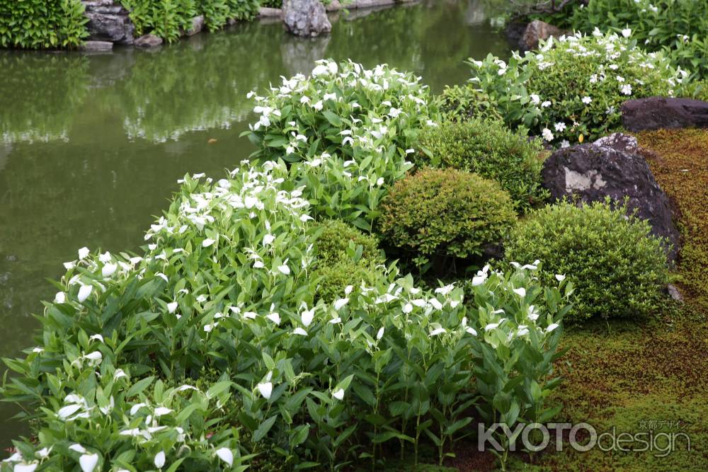 両足院　半夏生の白い庭