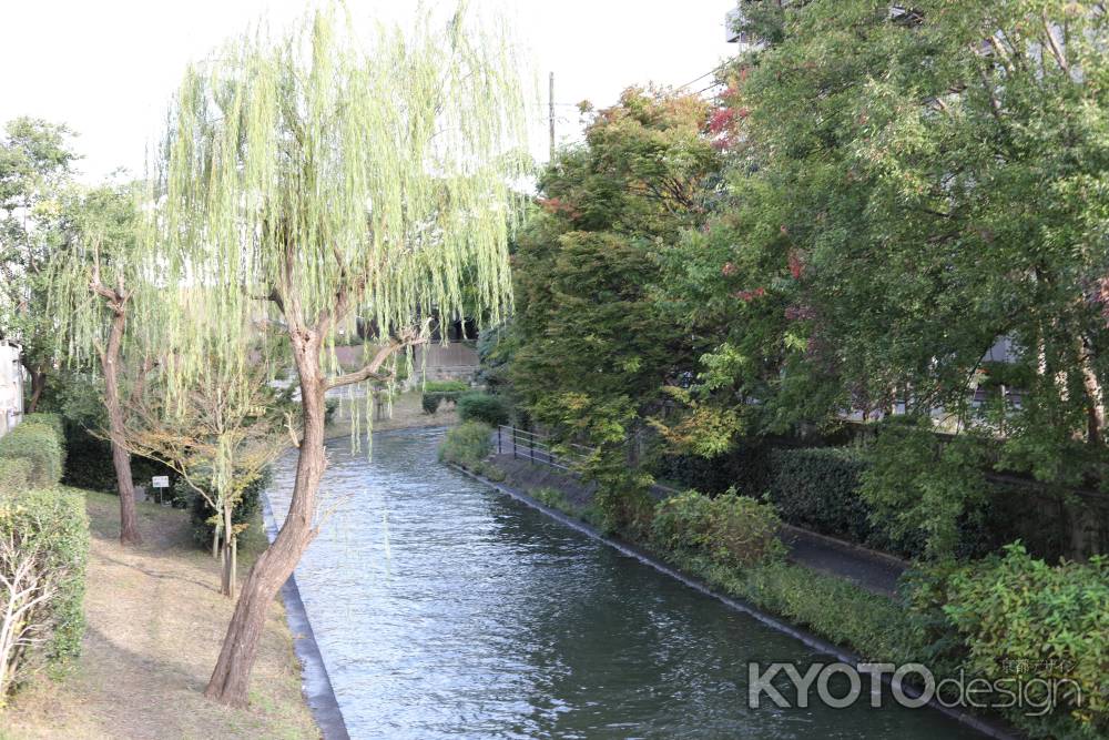 伏見濠川 柳並木