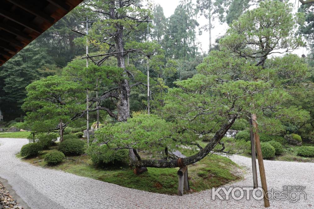 曼殊院 枯山水庭園21