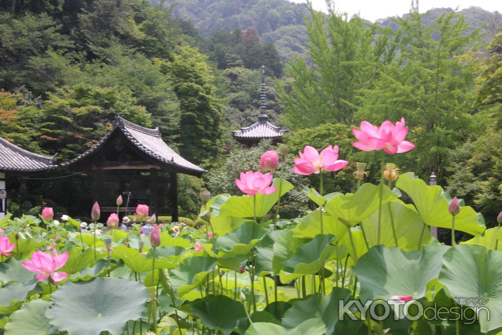 三室戸寺のハス
