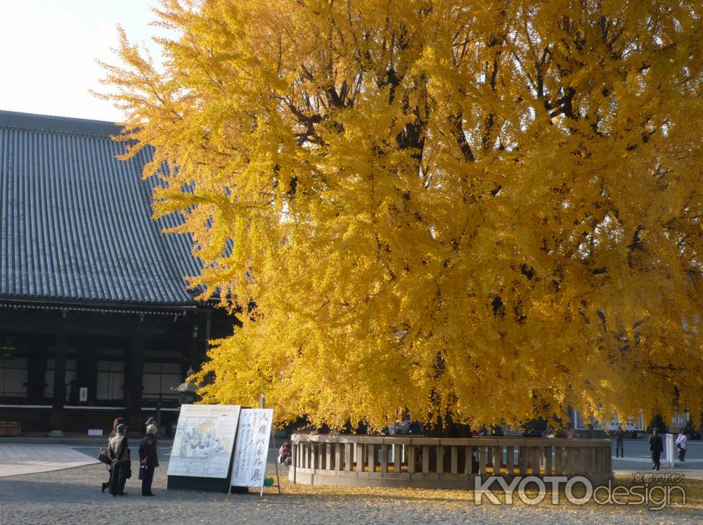 西本願寺の大きなイチョウ