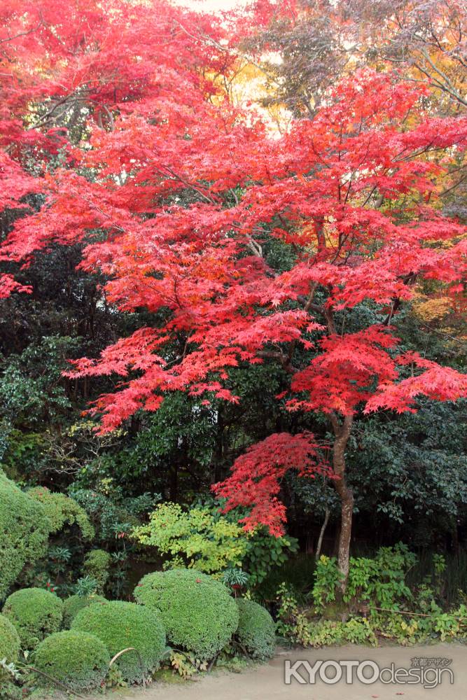 秋の詩仙堂　赤く燃えるような楓